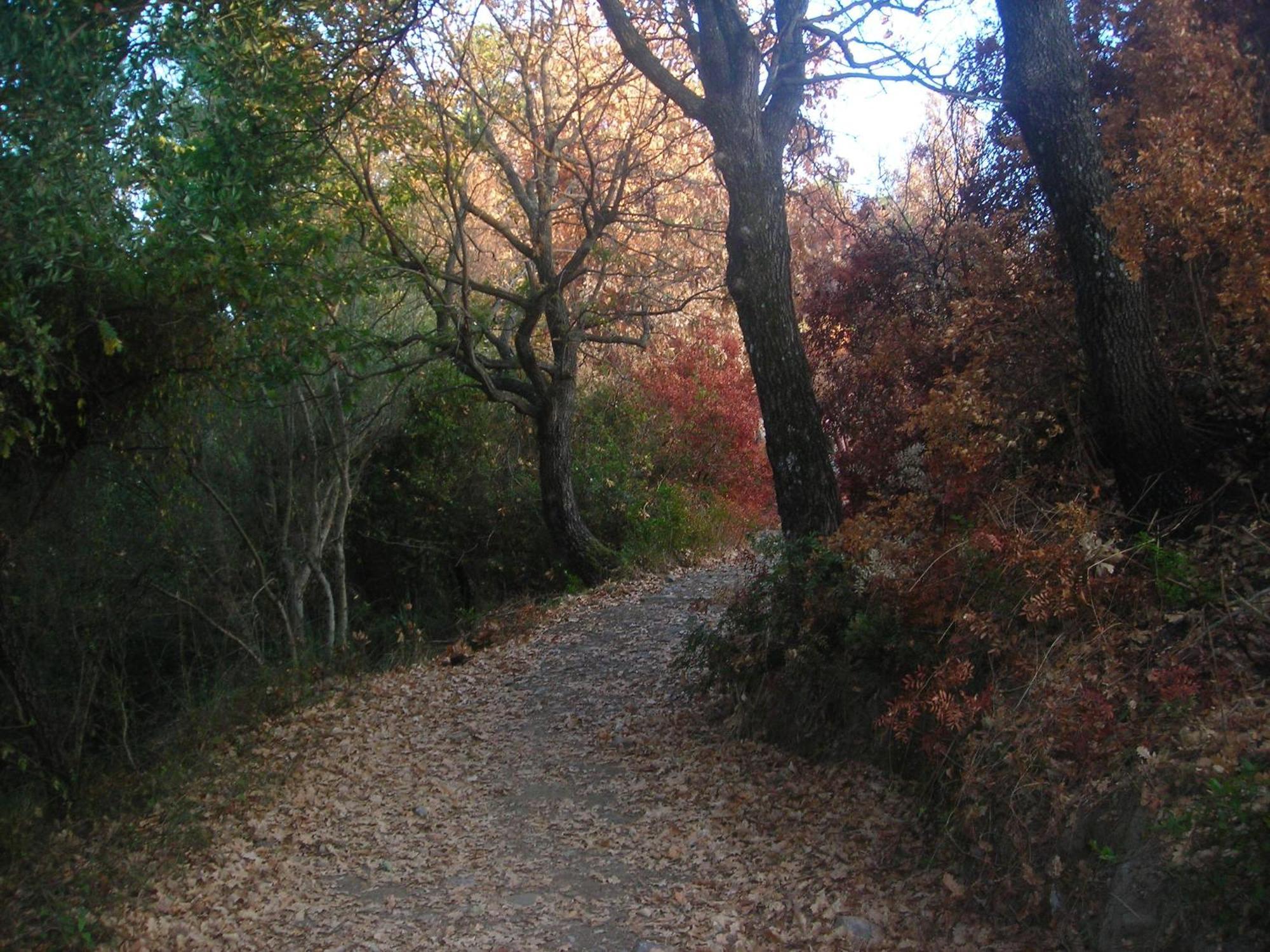 Il Vecchio Gelso